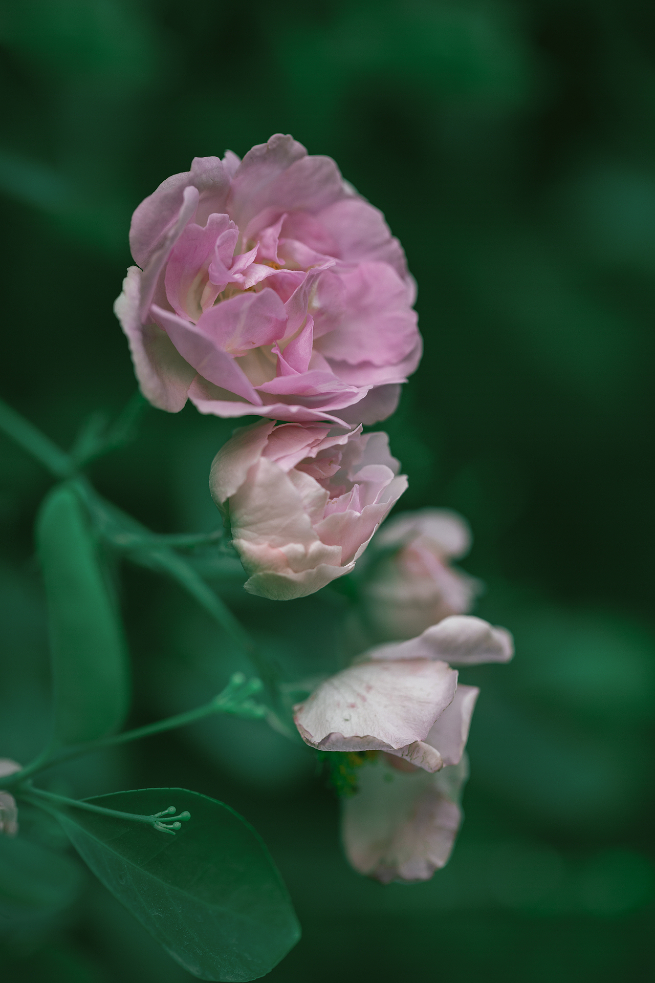 夏之花--粉蔷薇