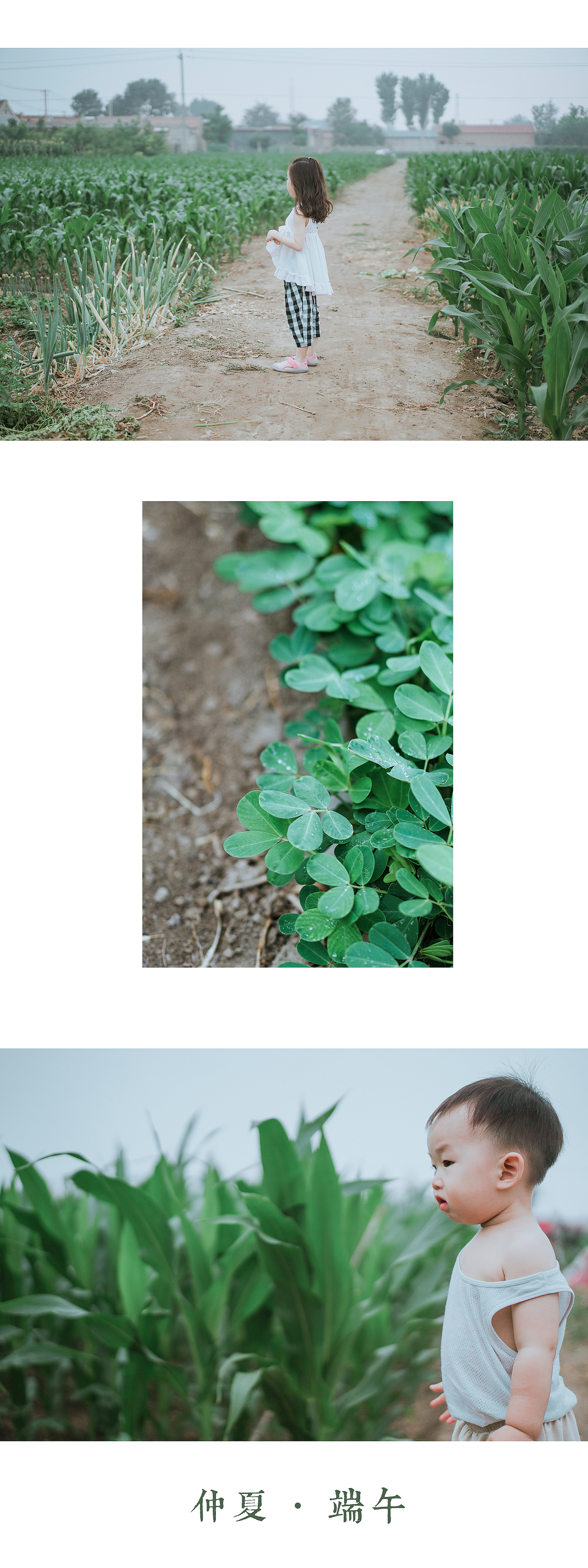 端午节到了,去看看奶奶的菜园子里长出了什么?