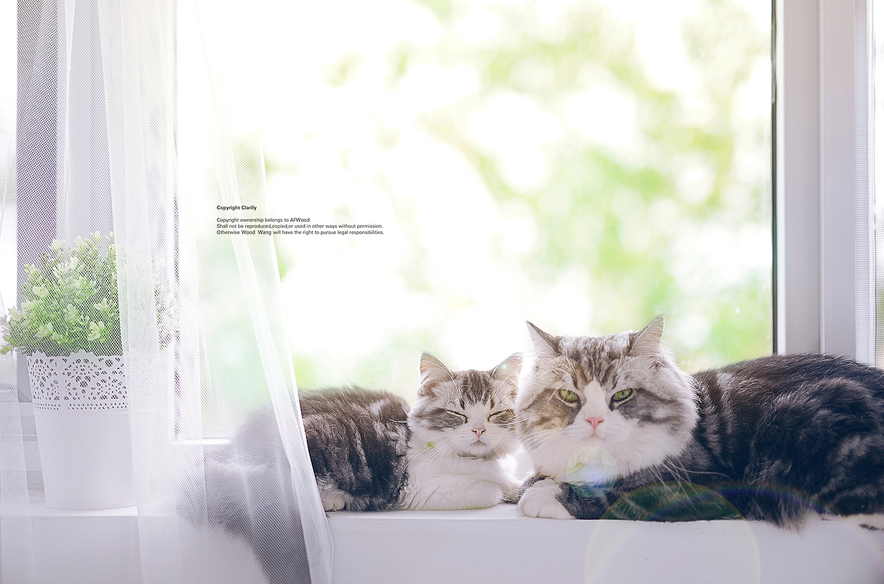 猫父子新生活（图ZODk0OTMxODQ=） - 宠物摄影 - 站酷设计师AF木头先生原创素材 - 站酷ZCOOL