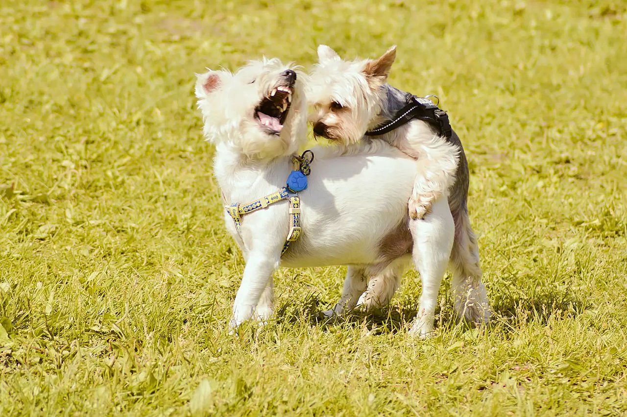 2018宠物合集（图ZMTQ0MDU5MjQ0） - 宠物摄影 - 站酷设计师黑猫姐姐原创素材 - 站酷ZCOOL