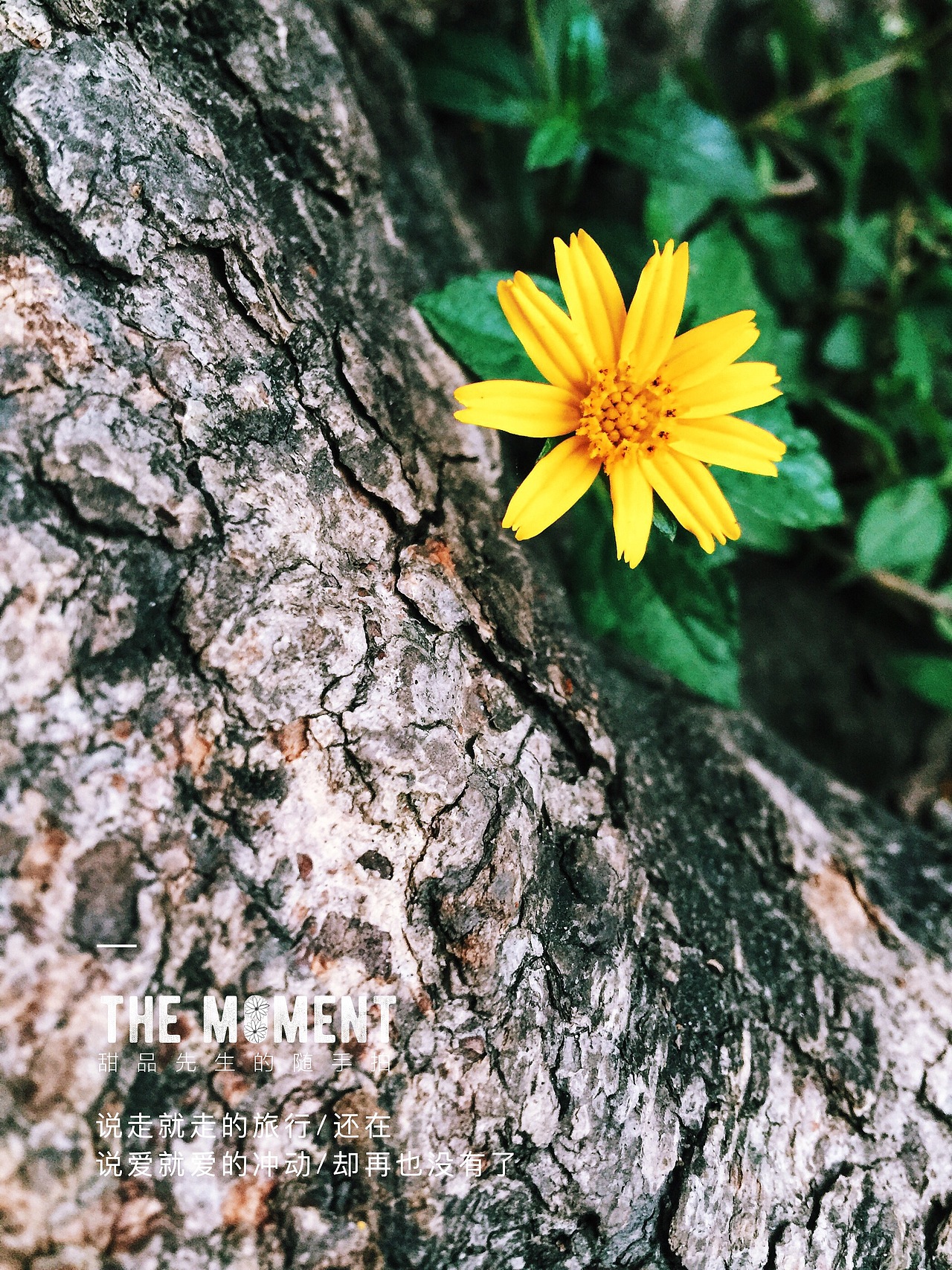 我和我的手机一起拍的那些花儿