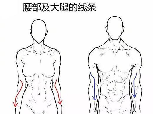 你想要的教程都有人体结构教程人体比例教程线稿教程