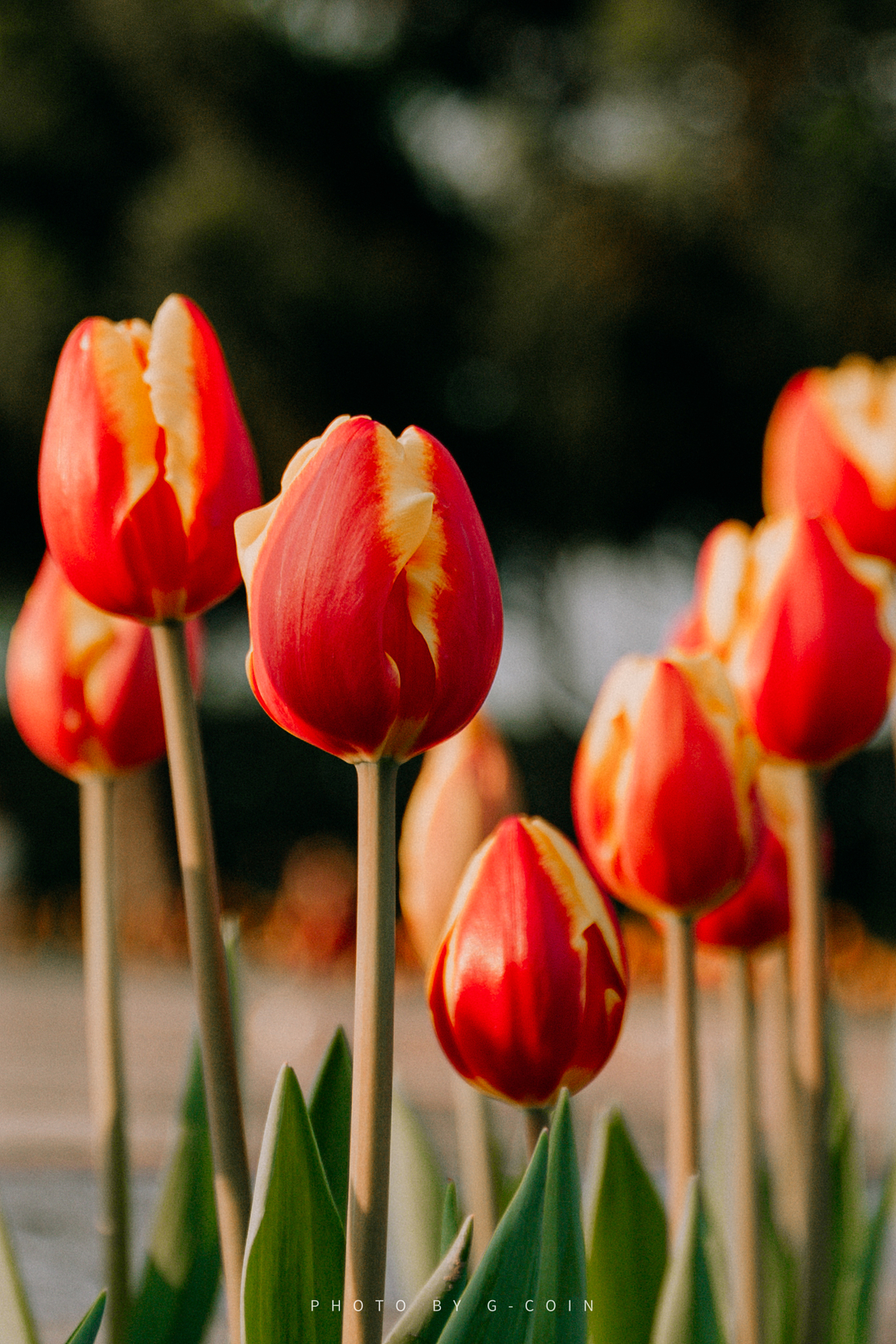 郁金香🌷–春日浪漫（图ZMjk0NjI2MDY4） - 风光摄影 - 站酷设计师G_coin原创素材 - 站酷ZCOOL