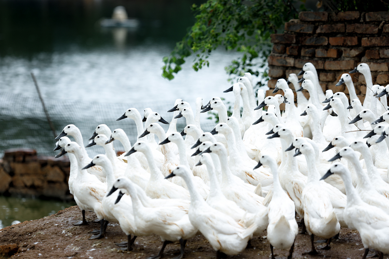 动物鸭子摄影图片-动物鸭子摄影作品-千库网