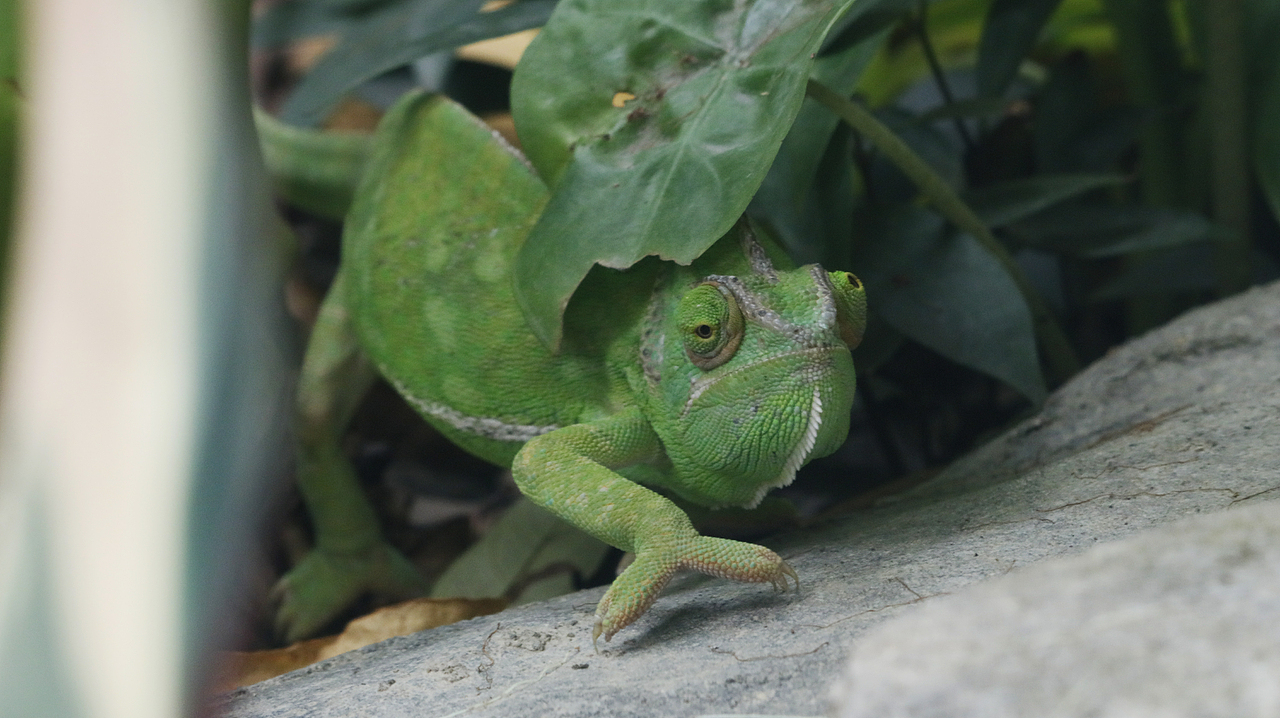 长隆飞鸟乐园-动物趣闻（图ZMjQ5NTU5NzIw） - 其他摄影 - 站酷设计师飞天猪猫原创素材 - 站酷ZCOOL