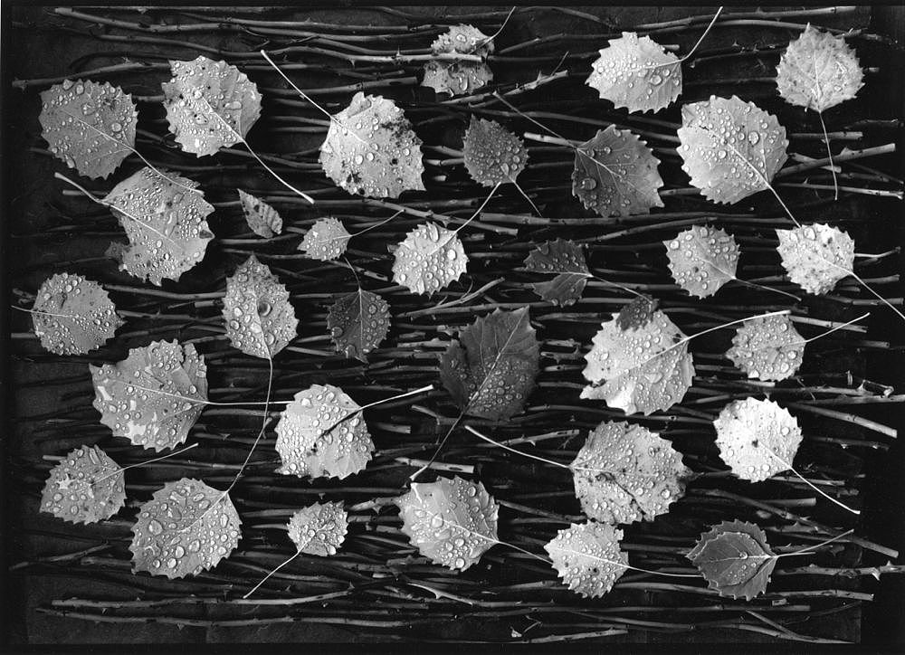 直接摄影保罗卡普尼格罗