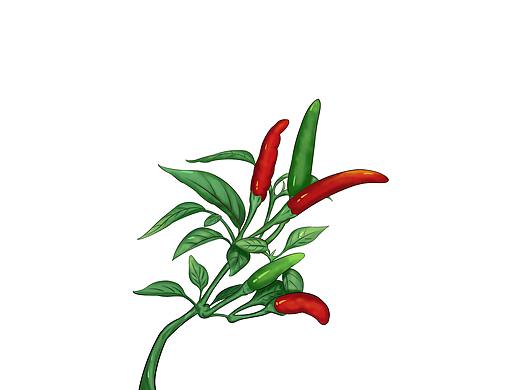 辣椒插画 手绘辣椒