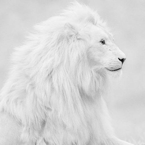 Tazui_Lee的个人主页（背景预览） - 主页背景设置 - 站酷设计师Tazui_Lee原创素材 - 站酷ZCOOL