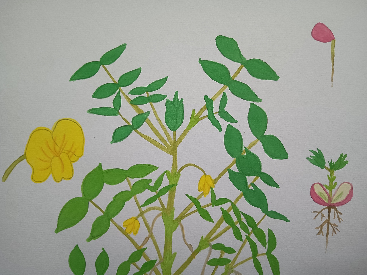 植物生长（花生）（图ZMjU5ODU5Mjc2） - 创作习作 - 站酷设计师深海珍珠原创素材 - 站酷ZCOOL