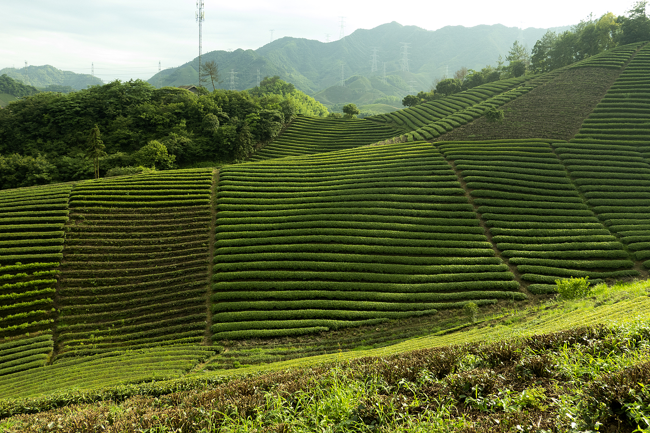 武义茶园（图ZMjExNDA1NTU2） - 风光摄影 - 站酷设计师Stone_Studio8原创素材 - 站酷ZCOOL