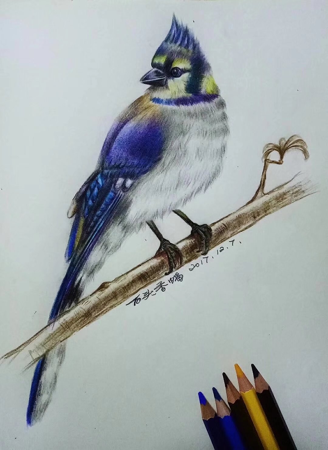 彩铅画练习《冠兰鸦》