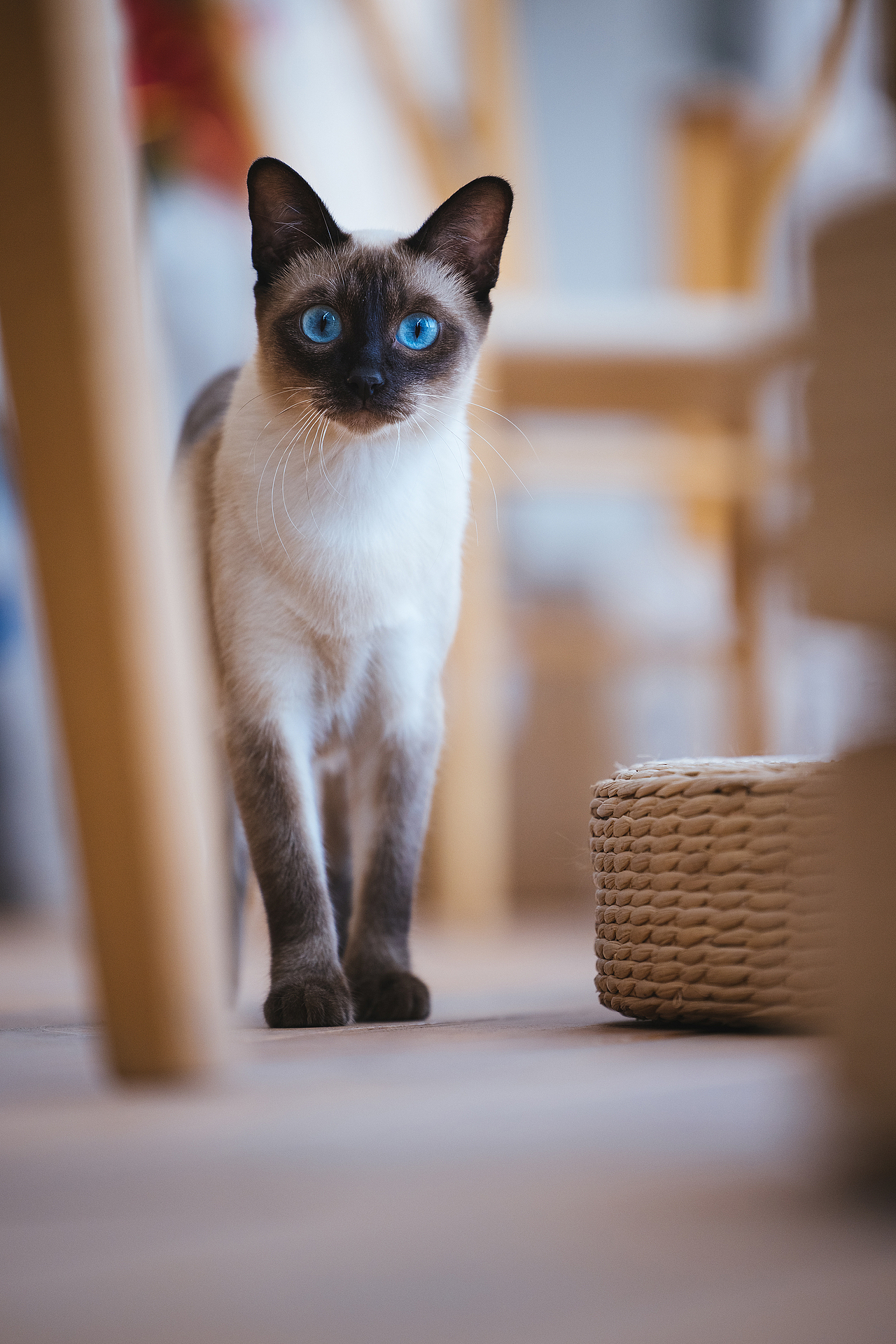 使用佳能EOS R5解锁更多猫咪姿势(图ZMjIyNDgxNTg0) - 宠物摄影 - 站酷设计师克查原创素材 - 站酷ZCOOL