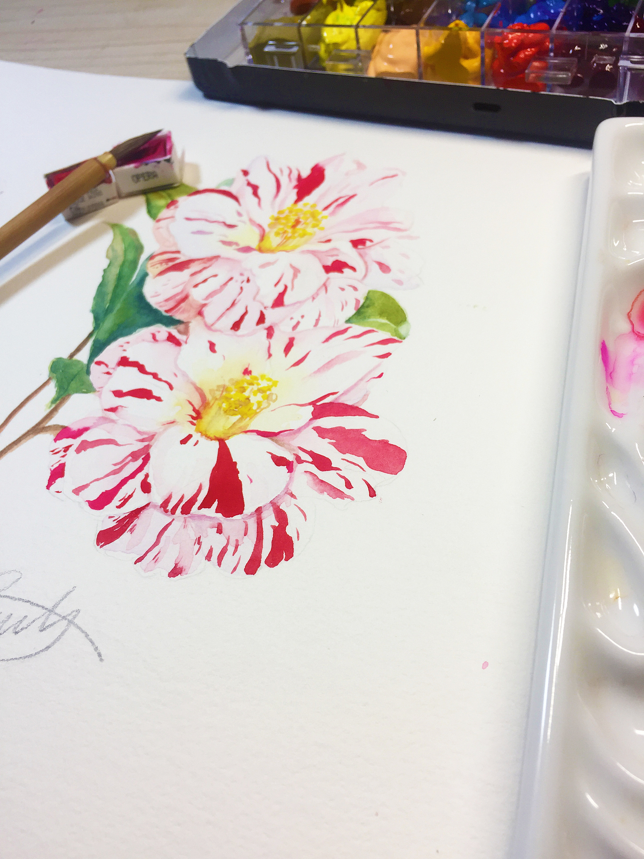 水彩手绘-山茶花