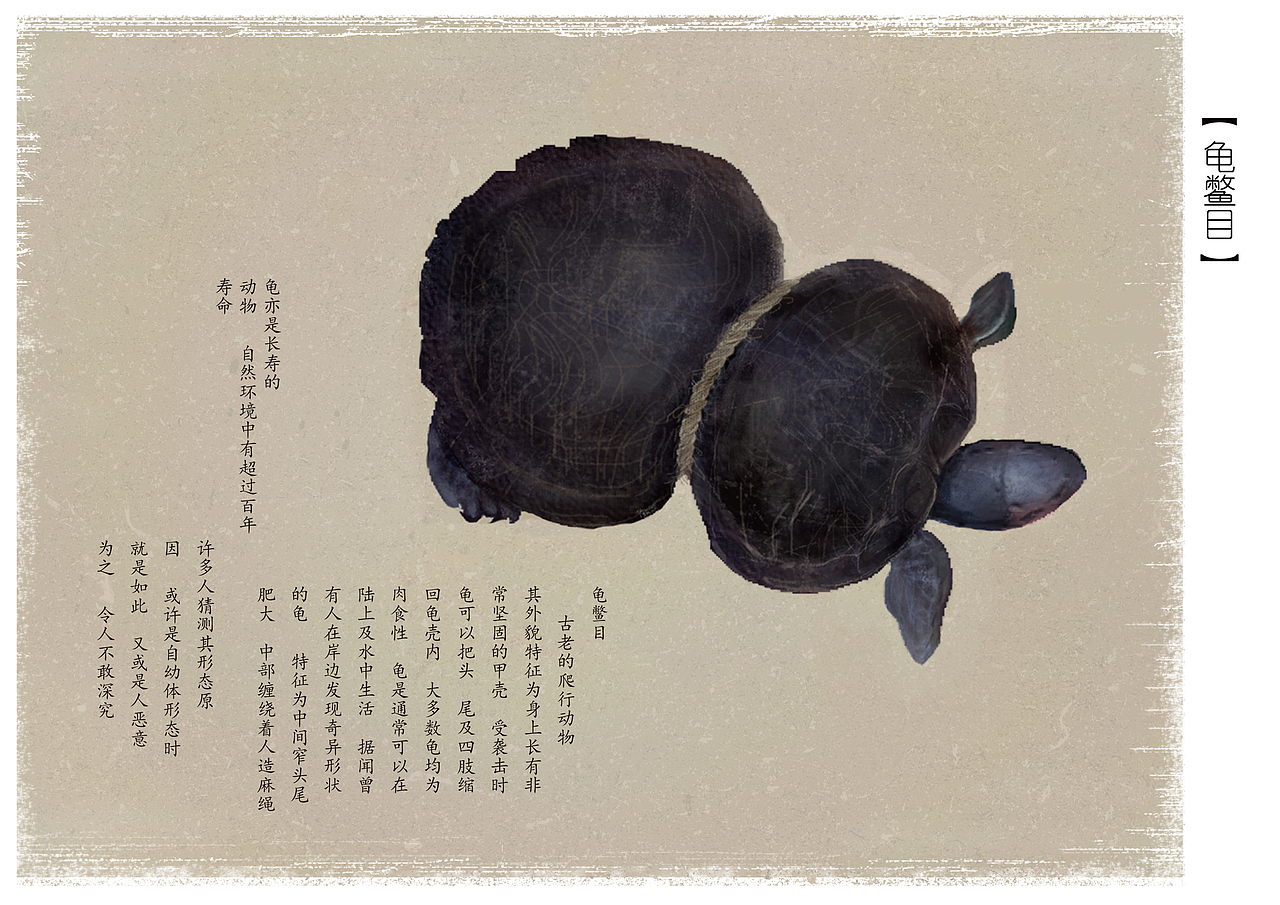 海龟在幼小的时候被麻绳缠住无法挣脱直至长大
