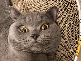 用我的猫猫占个坑