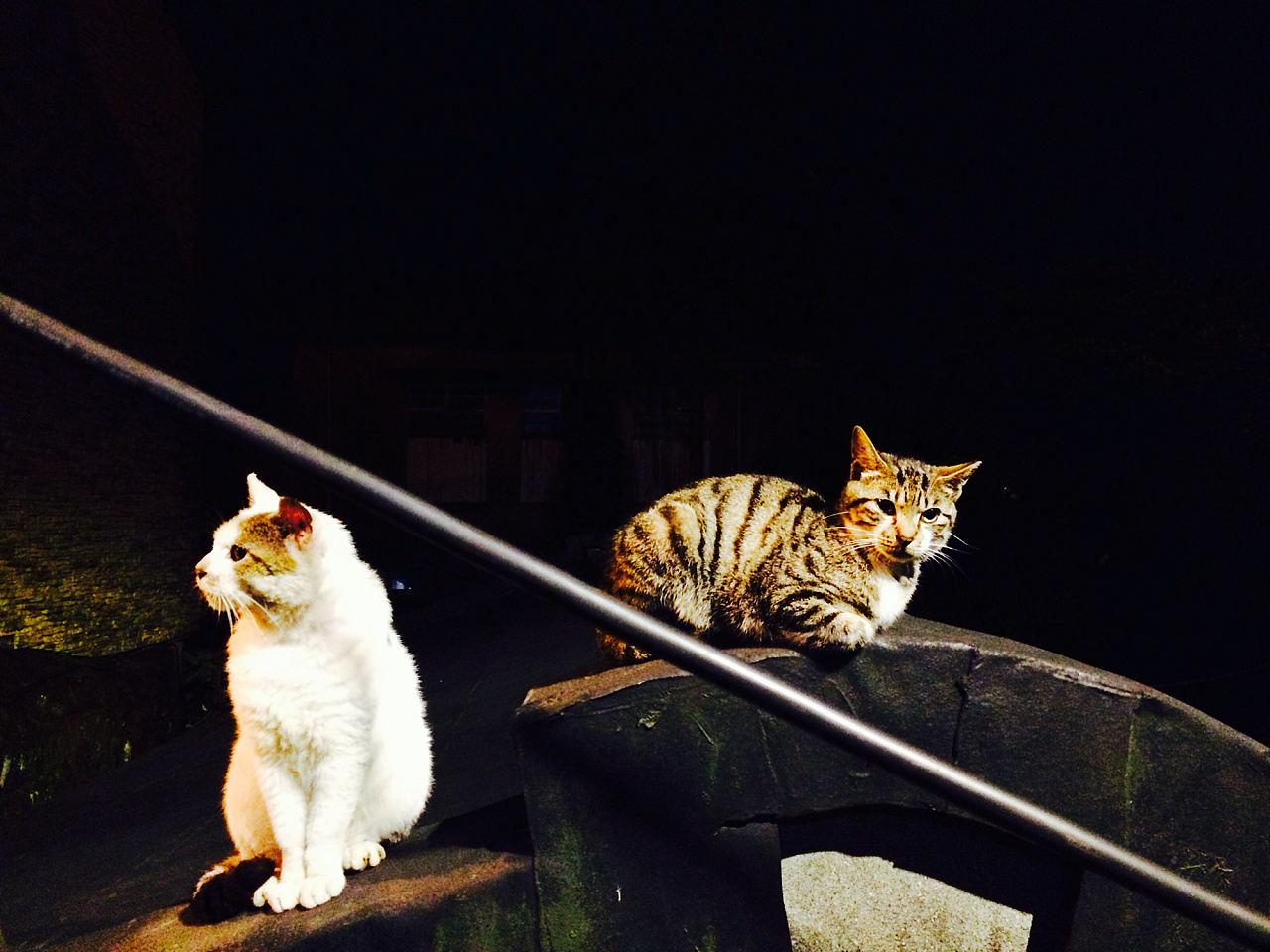 猫村 原创作品 站酷 Zcool