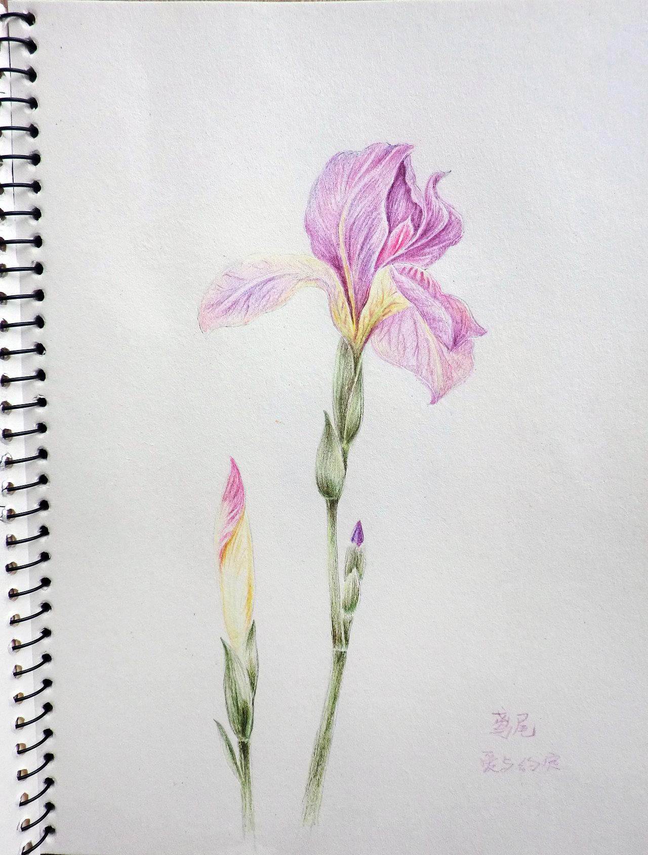 彩色铅笔画和素描一样,有时候画画要用心的画,而且要深入刻画版权常州