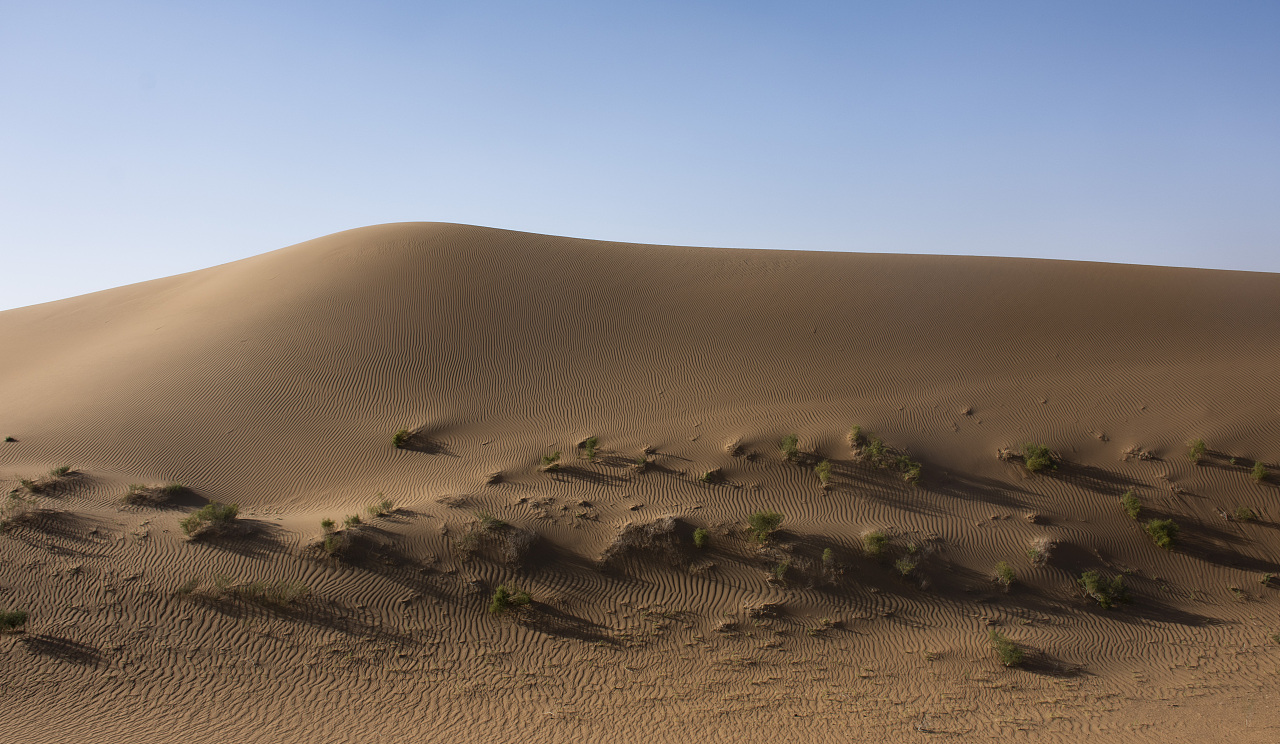 沙漠中的植物，沙棘