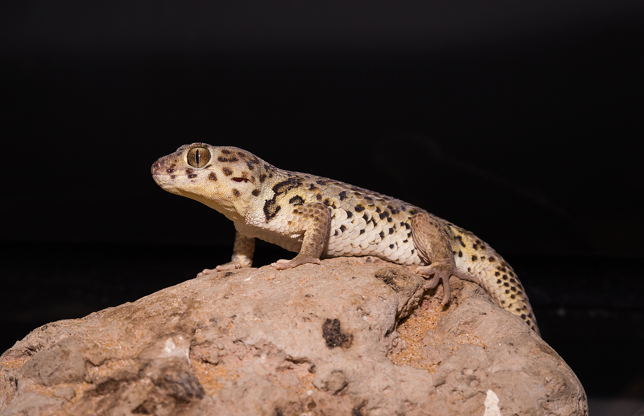 爬宠动物摄影作品