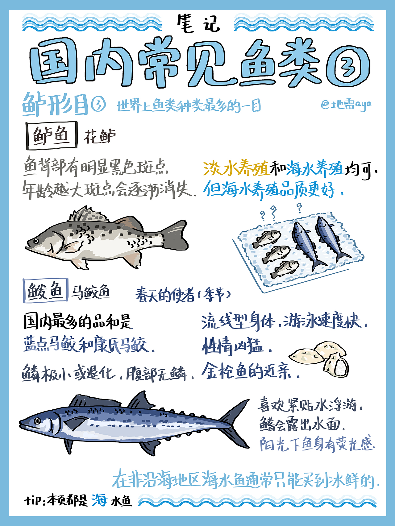 食物笔记–海鲜常见吃的鱼！（图ZMjg3MzQyOTYw） - 创作习作 - 站酷设计师地雷aya原创素材 - 站酷ZCOOL