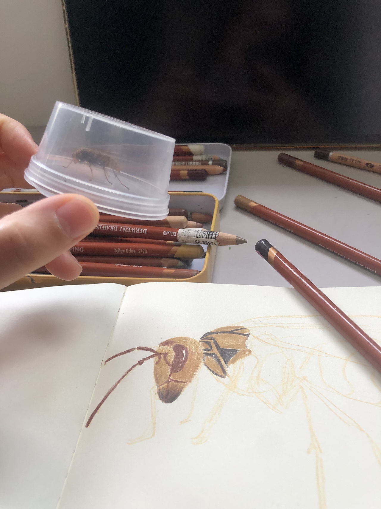 昆虫大集合2023年11月