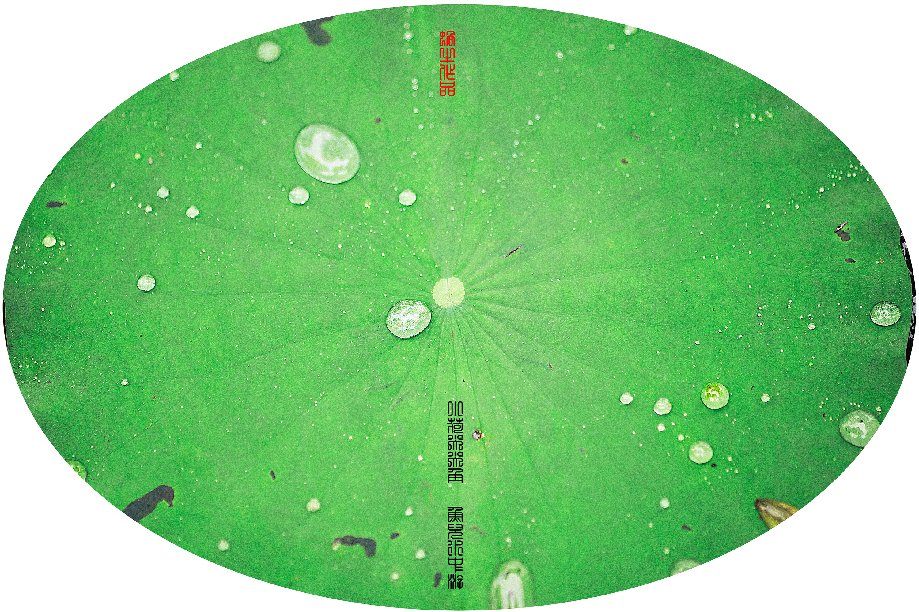 鱼儿水中游简谱_洪啸陶笛官网 陶笛伴奏下载 陶笛伴奏 七只小乌鸦(2)