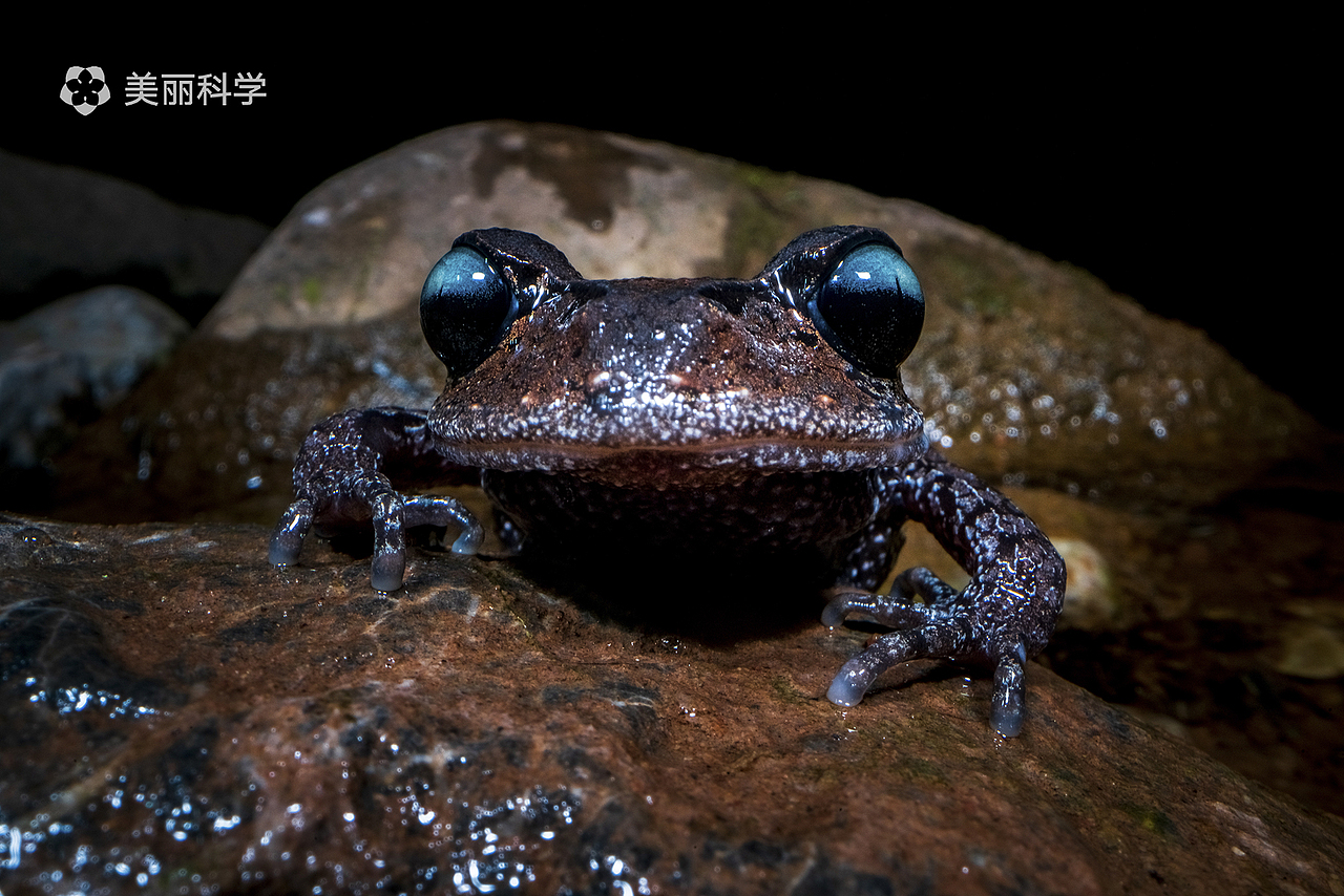 中国动物·两爬之美丨峨眉髭蟾 & 黑眼睑纤树蛙