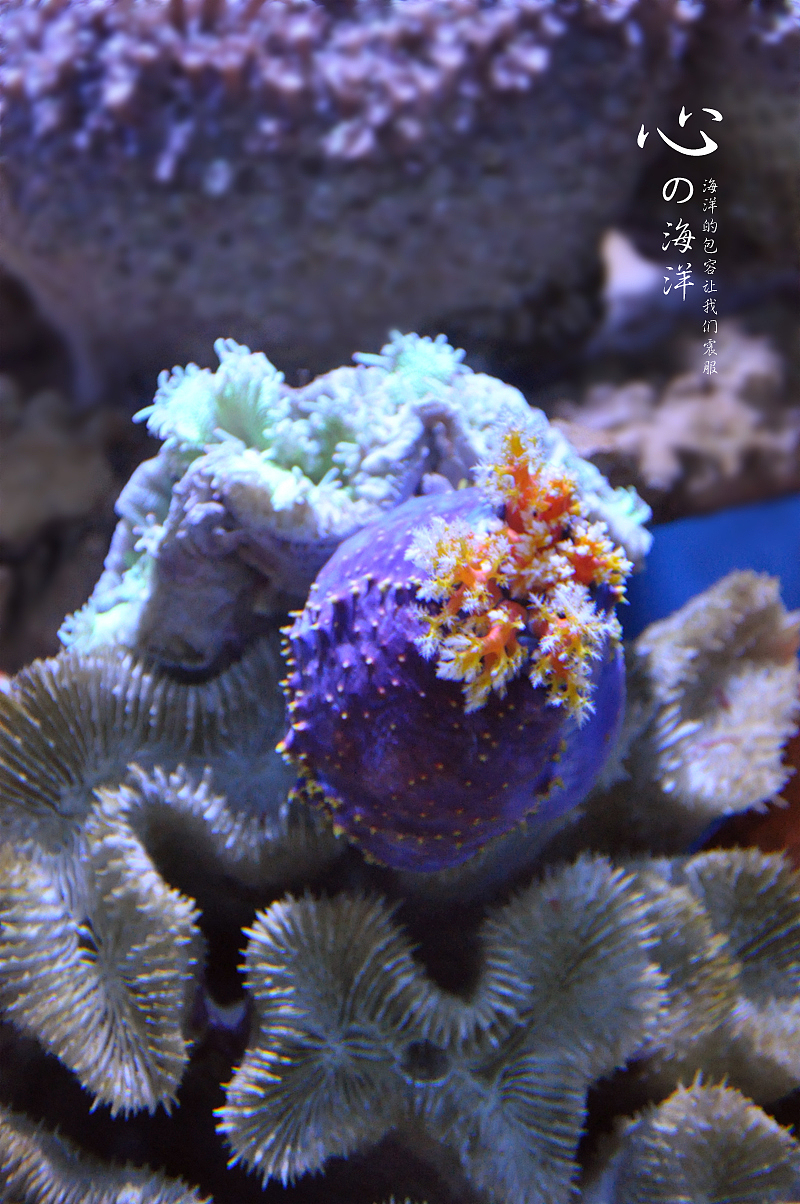 海洋世界走走看看，随手拍--珊瑚篇（图ZNTg4OTIxMg==） - 风光摄影 - 站酷设计师zqsundy原创素材 - 站酷ZCOOL