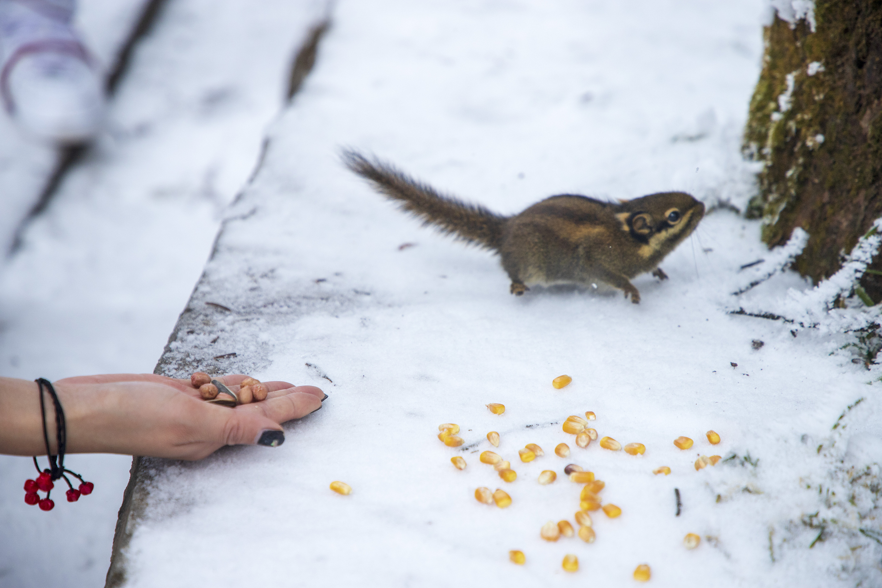 觅食|摄影|动物|z32536083 - 原创作品 - 站酷 (zcool)