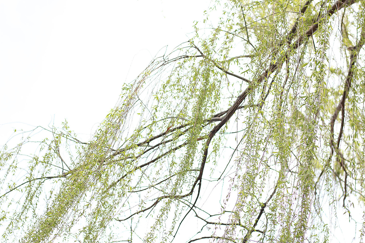 不负韶华 不负春光 不负...棉花糖（图ZNzQ4NDQ0ODA=） - 风光摄影 - 站酷设计师Broken_Legen原创素材 - 站酷ZCOOL