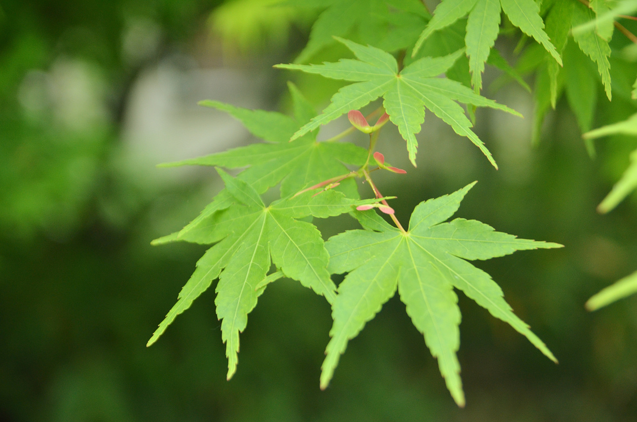 枫叶拍摄:maple_leaf: - 原创作品 - 站酷(zcool)