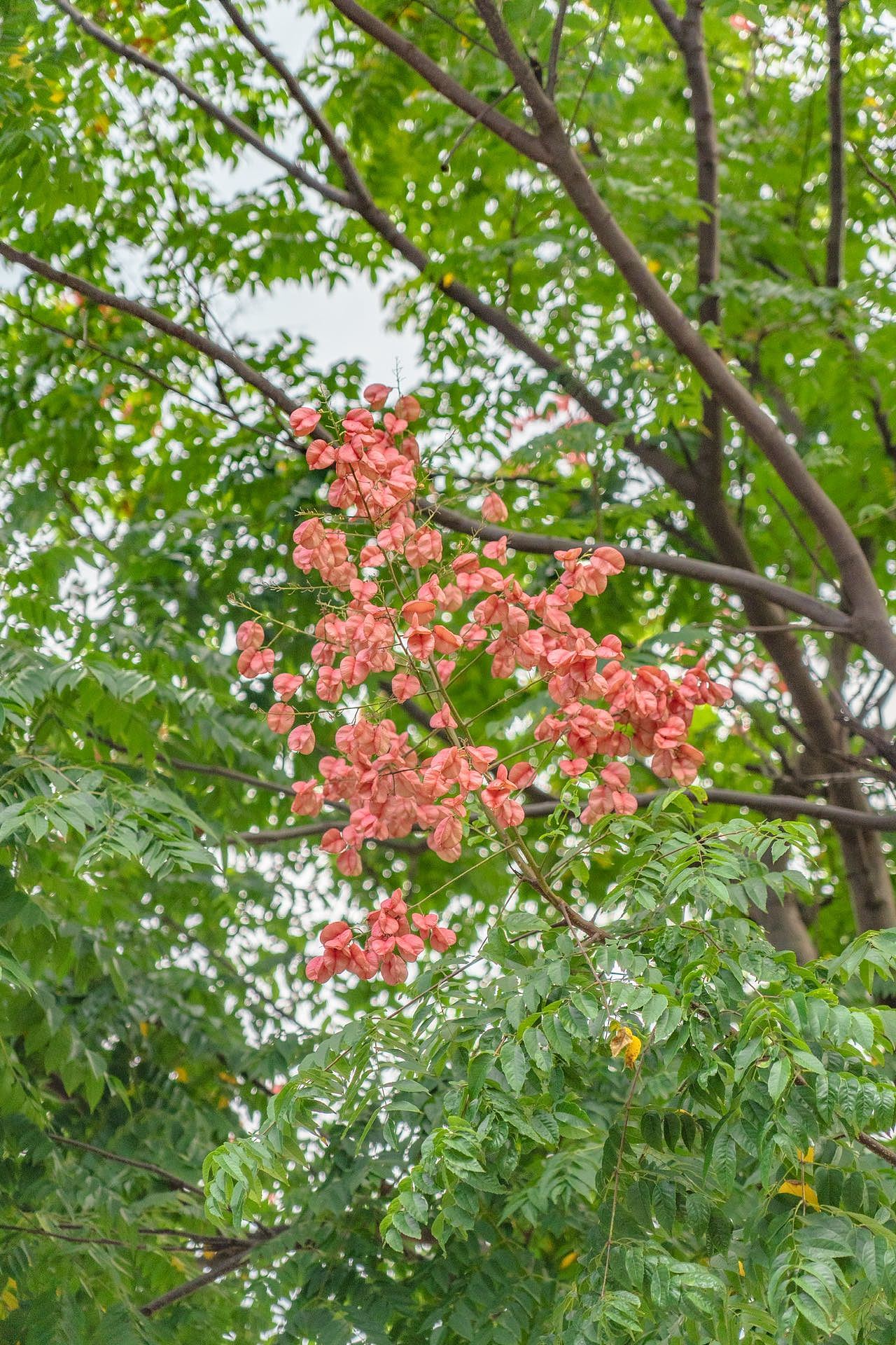 原来这就是史铁生书里的栾树