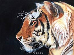 彩铅手绘｜体温正常，虎年吉祥！