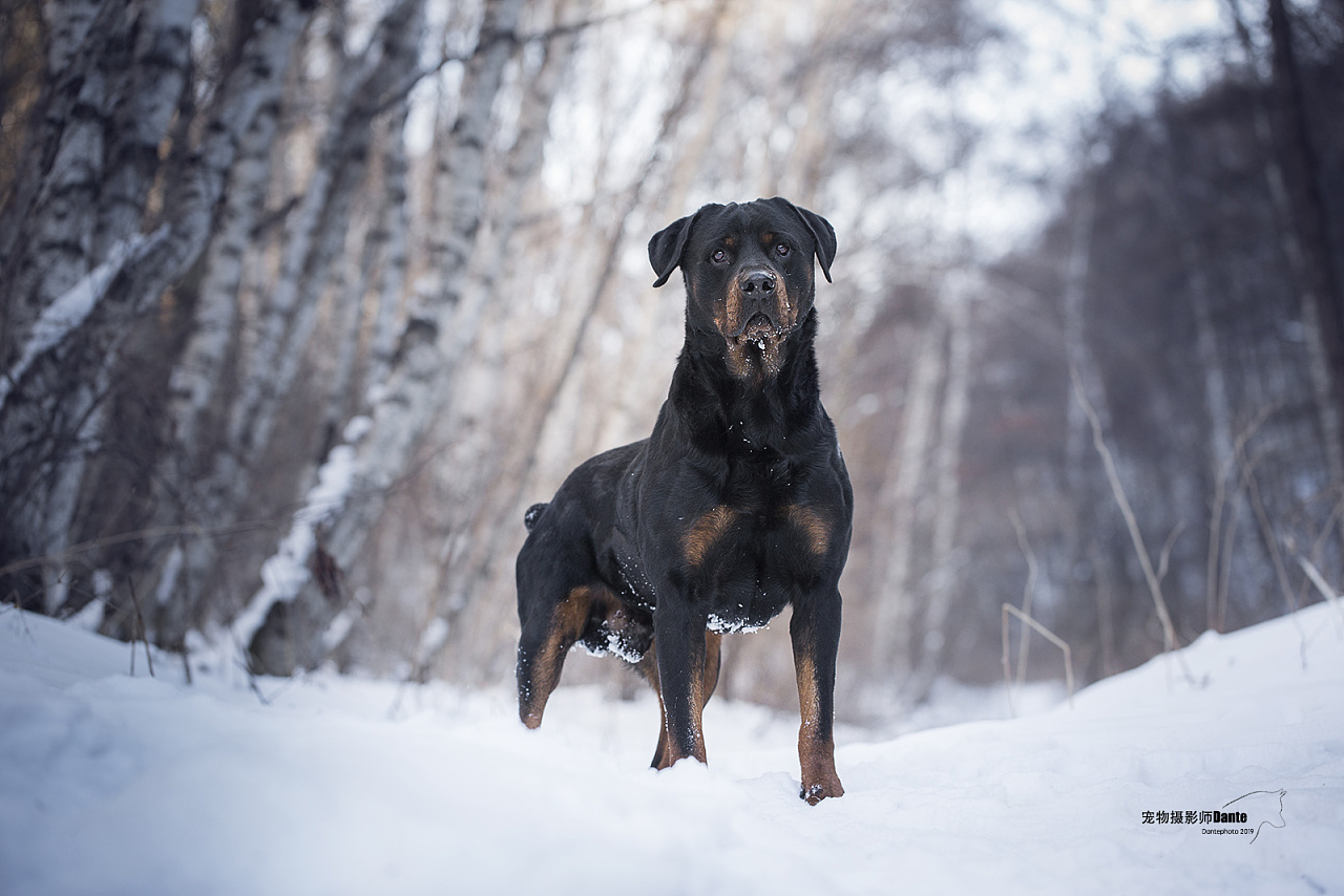 罗威纳 法牛雪景