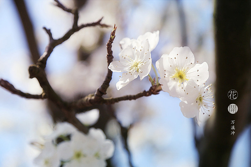 花开·万溪冲