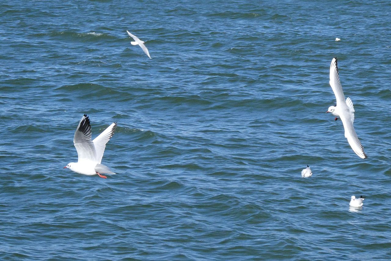 洱海上的海鸥们