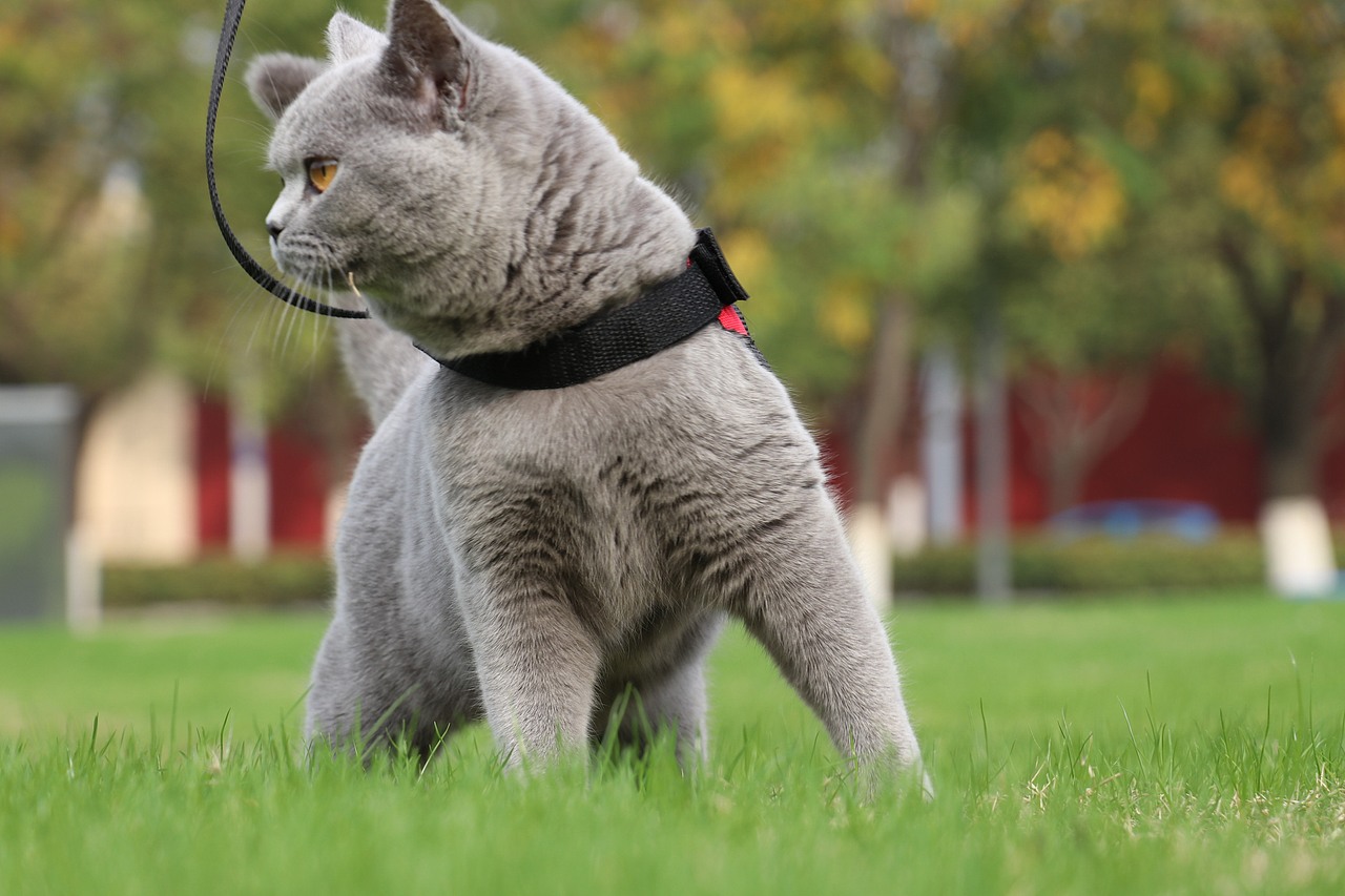 双血统 英短纯蓝色 英短蓝猫