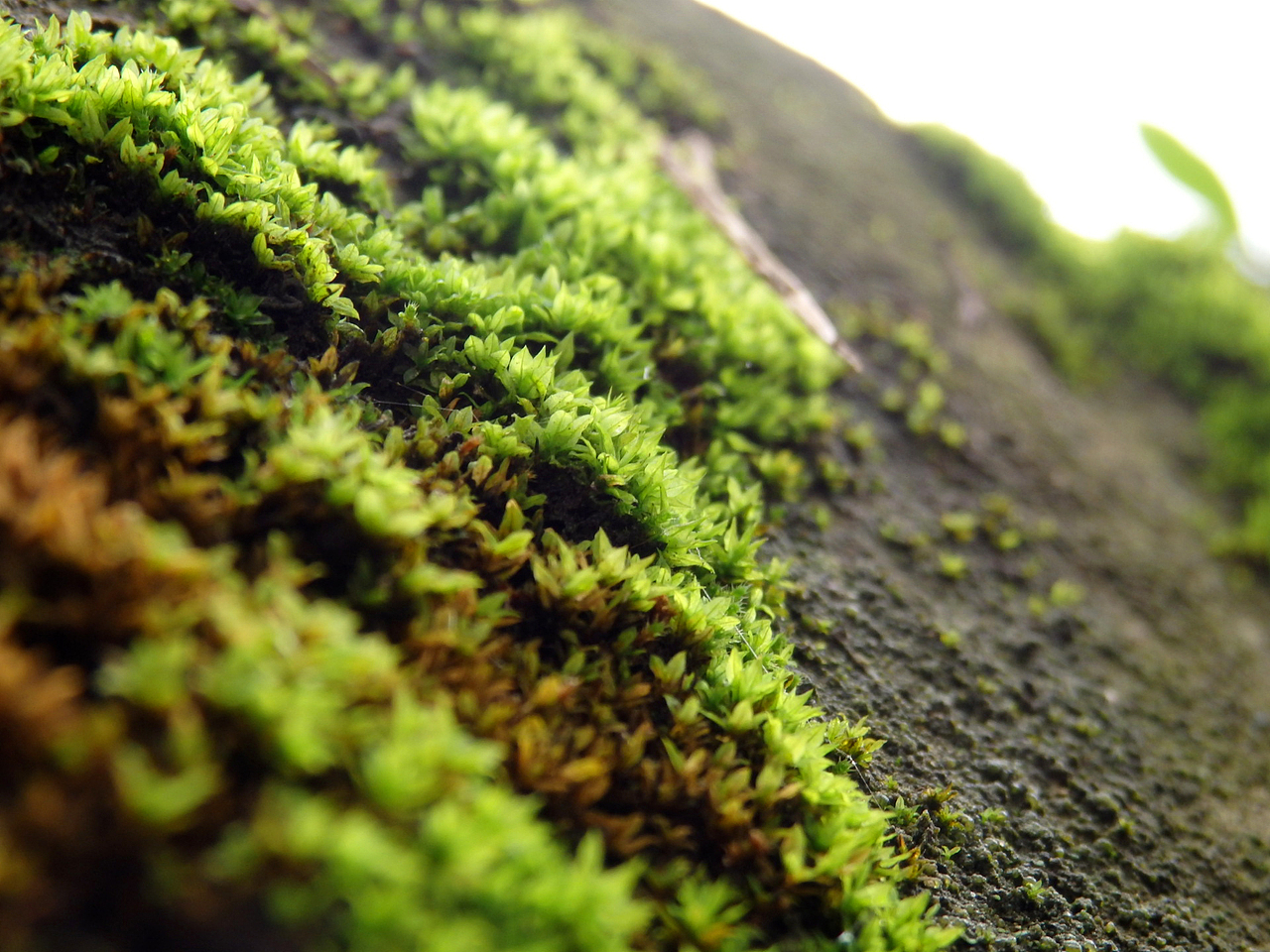 遇见青苔（图ZNTExNTE0ODQ=） - 产品摄影 - 站酷设计师HELENE0419原创素材 - 站酷ZCOOL