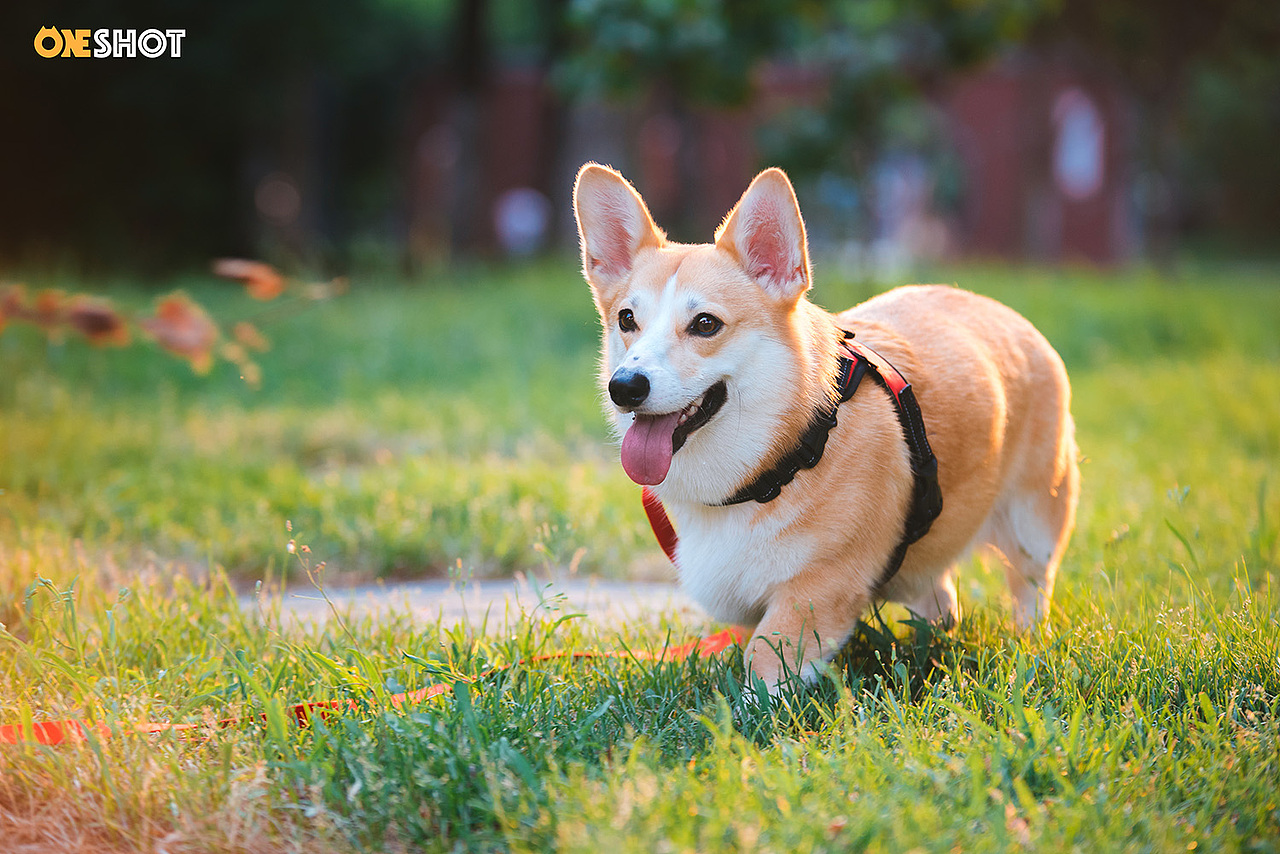 宠物摄影丨一只超级恋家的柯基米格