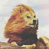 滇藏线的头像