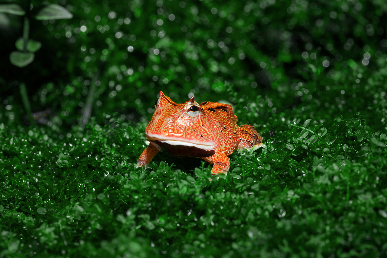 爬宠 动物摄影作品（图ZMTQ0NDE1NTEy） - 宠物摄影 - 站酷设计师违心xxxx原创素材 - 站酷ZCOOL