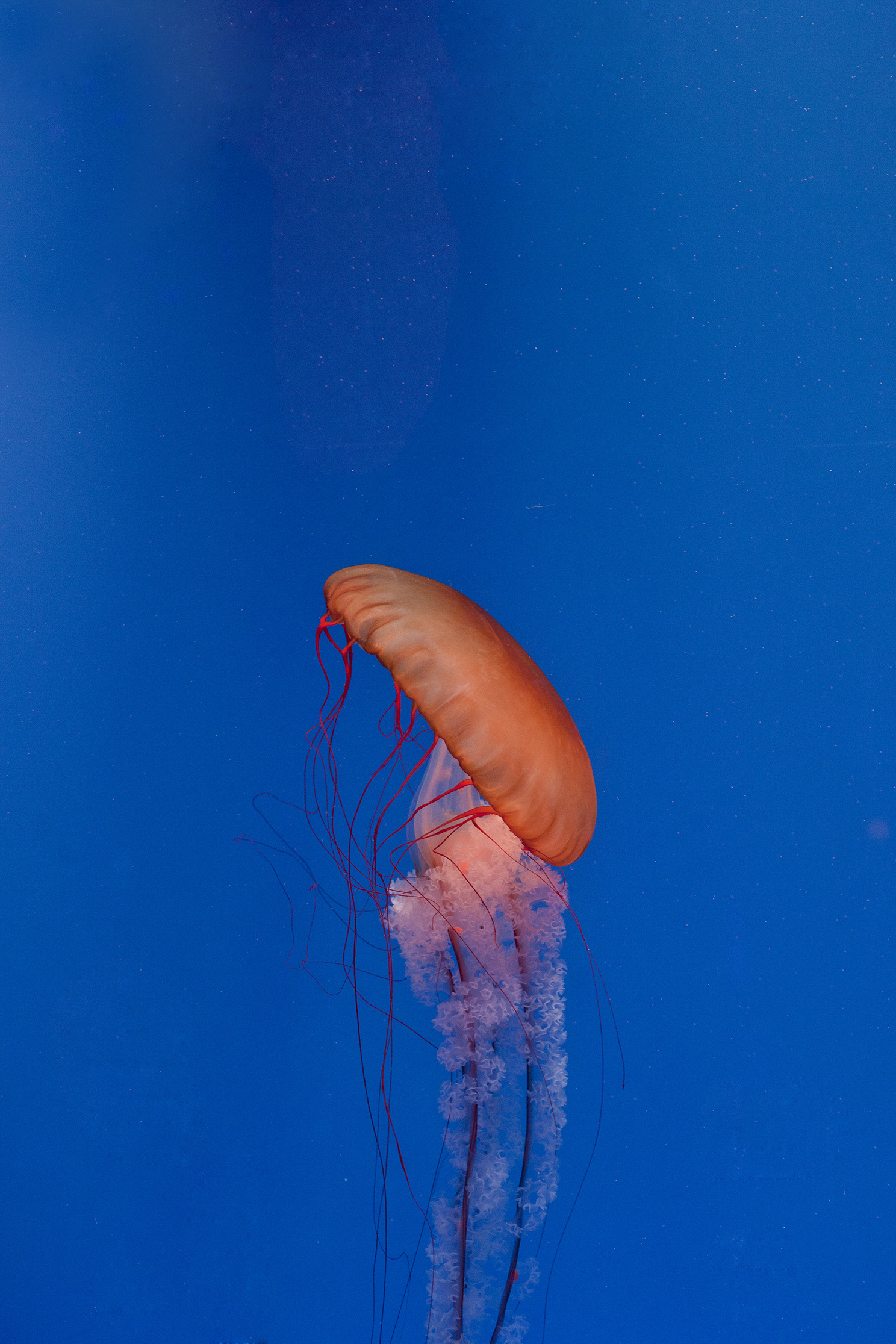 水中幽灵|摄影|动物|唐什麽嘻 - 原创作品 - 站酷 (zcool)