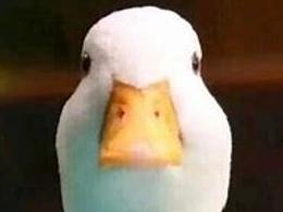 占坑滴