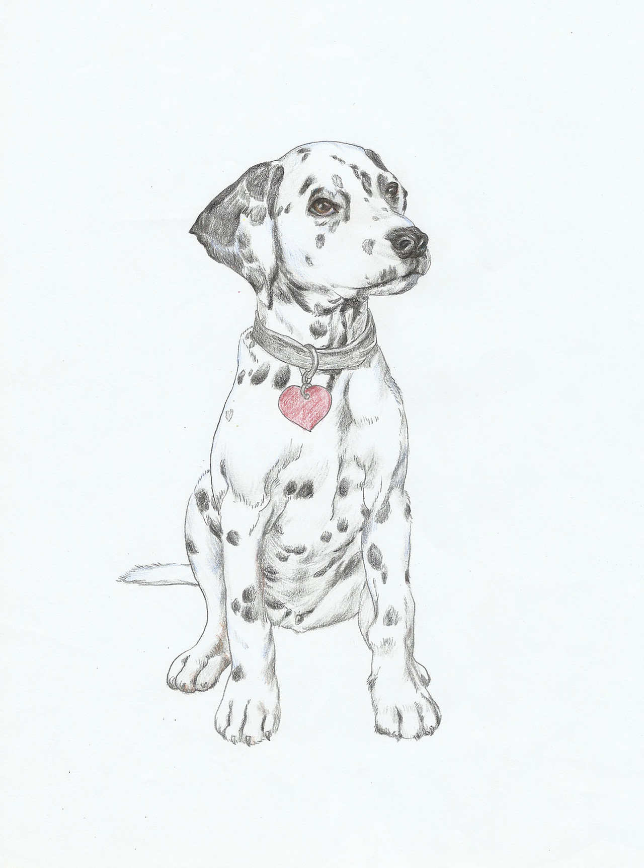 彩铅狗狗绘画过程