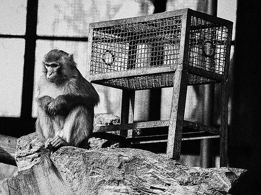 《北京动物园》略伤感