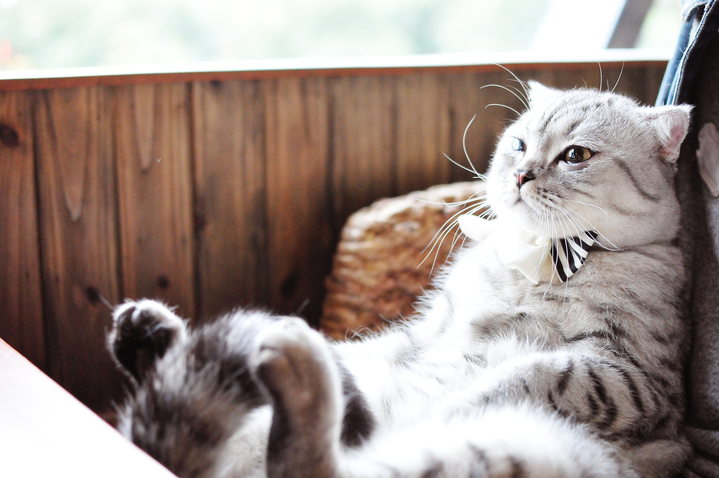 小豆豆豆苗的个人主页（封面预览） - 主页封面设置 - 站酷设计师小豆豆豆苗原创素材 - 站酷ZCOOL