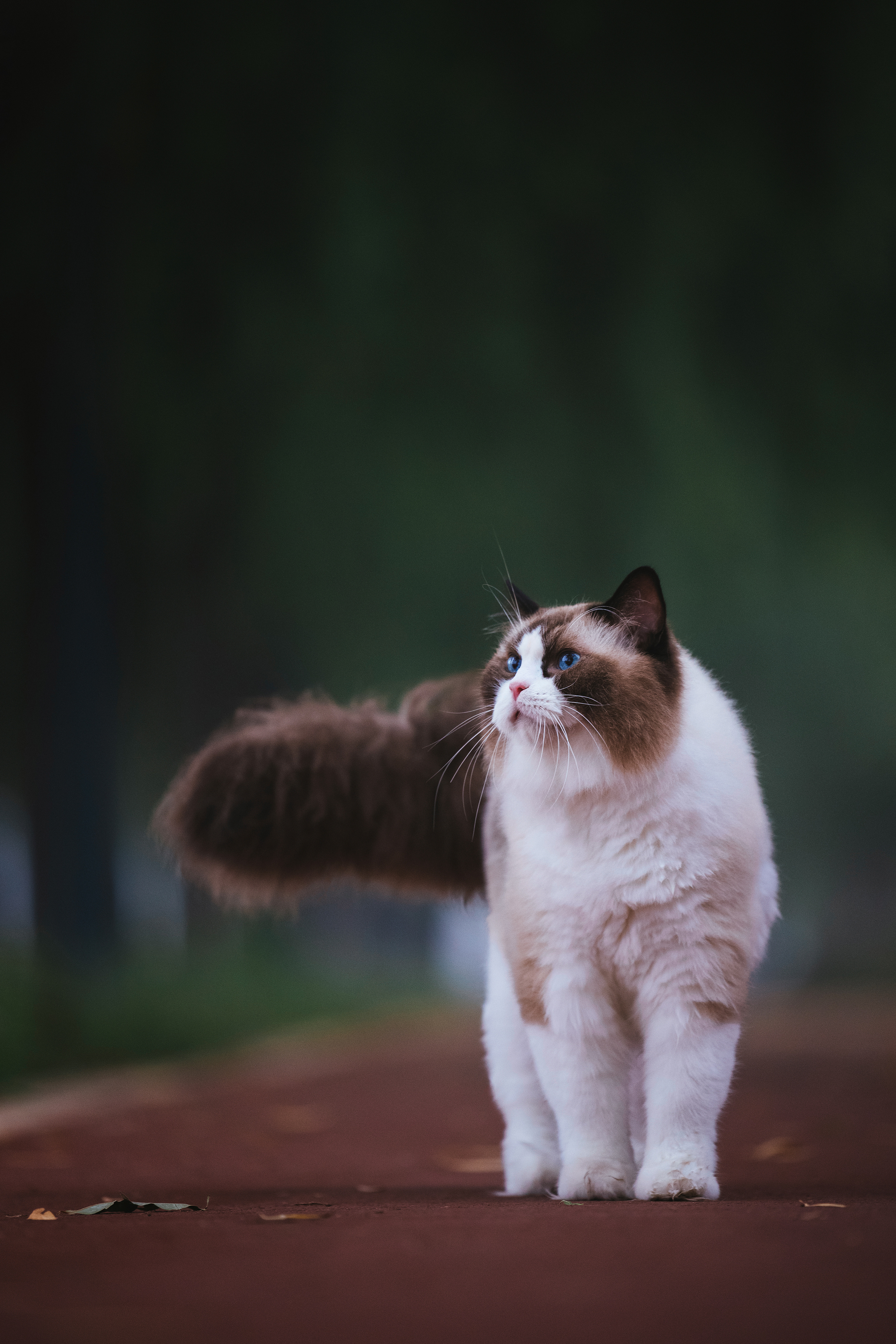 使用佳能eos r5解锁更多猫咪姿势