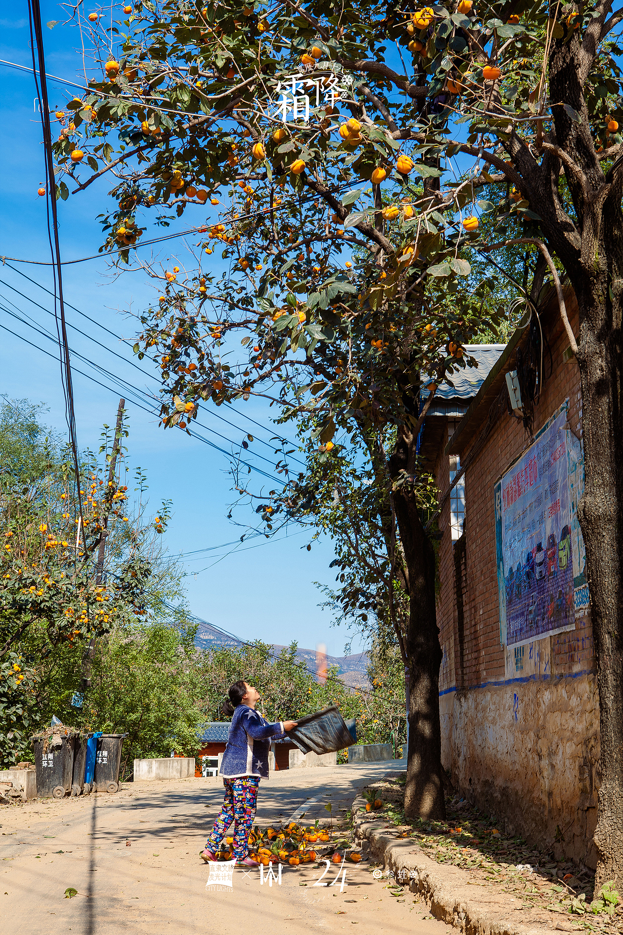 霜降 ｜ 好柿成霜，喜从天降。（图ZMjc0OTcyMjMy） - 风光摄影 - 站酷设计师豹四原创素材 - 站酷ZCOOL
