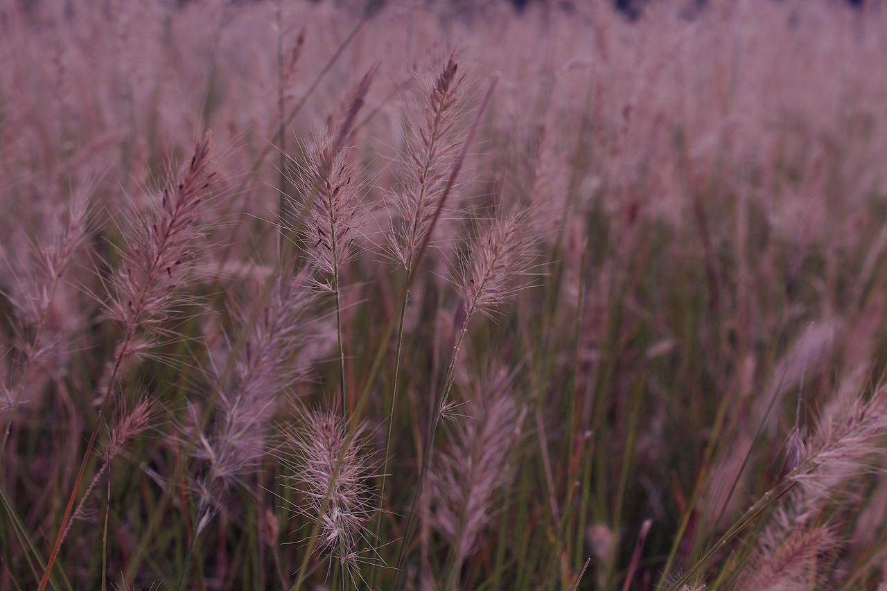 手机摄影（图ZMTgwMzg1NzU2） - 风光摄影 - 站酷设计师白藏z原创素材 - 站酷ZCOOL