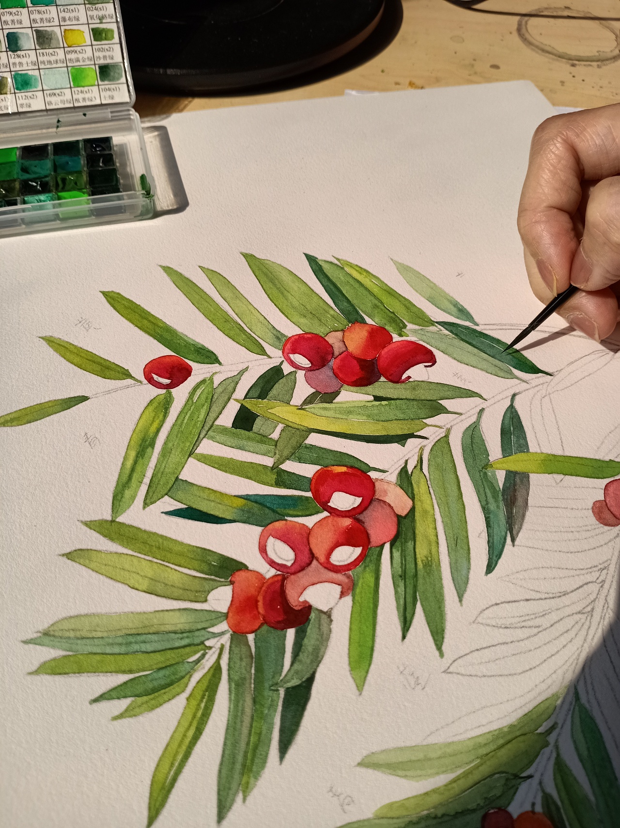 红豆杉手绘图图片